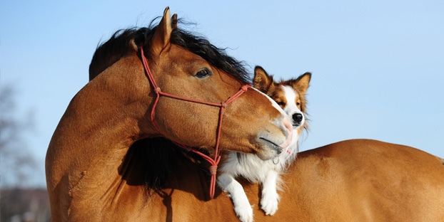 Partnersuche mit hund und pferd